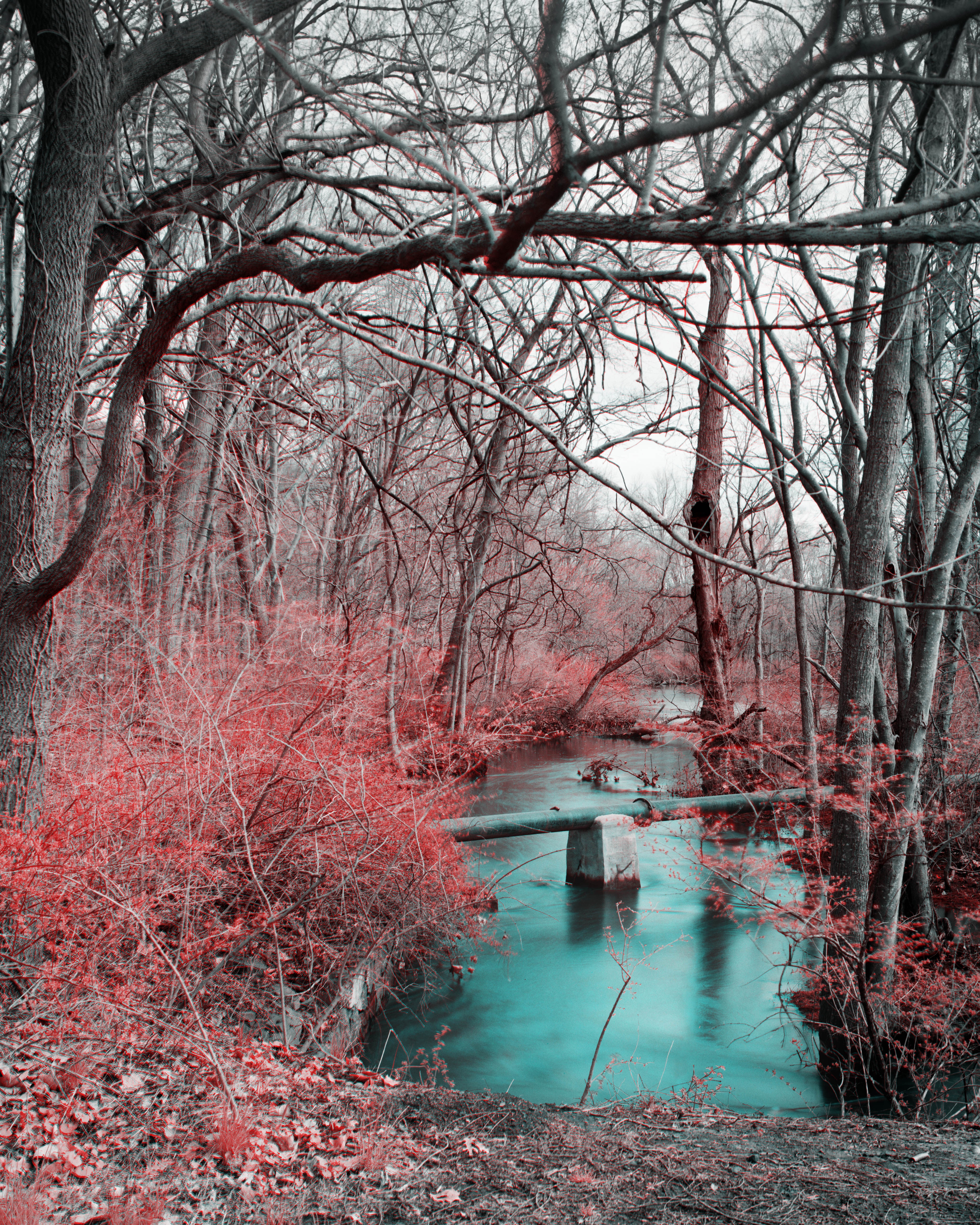 Infrared photograph by Nathaniel Kerman